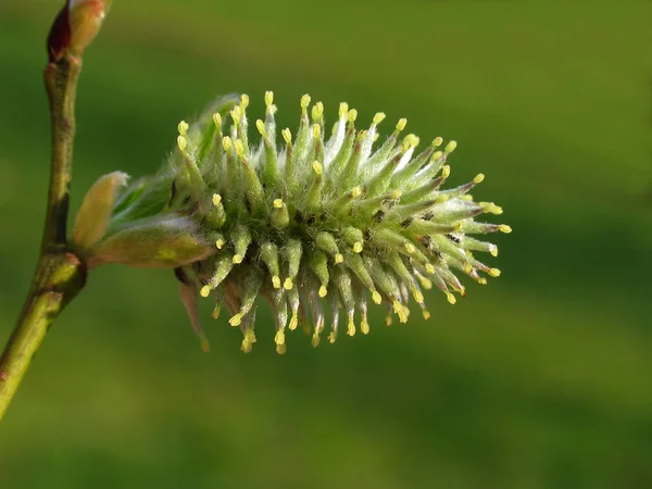 Mooie Bloemen Bloemige Concept Natuur Achtergrond — Stockfoto