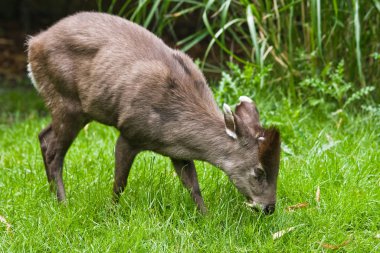 tufted Deer with fangs, nature and fauna  clipart