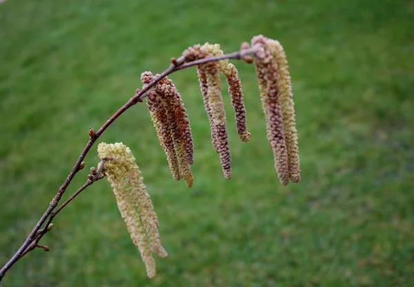 Olika Blommor Selektivt Fokus — Stockfoto