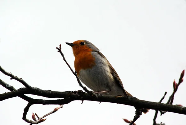 Schöne Aussicht Auf Rotkehlchen Der Natur — Stockfoto