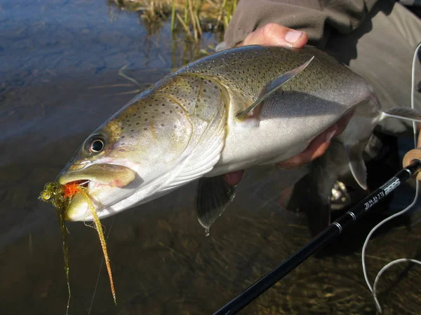 Pescatore Pesca Lago — Foto Stock