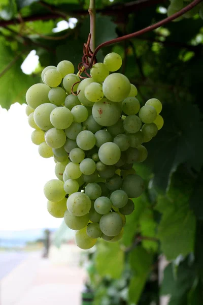 Grona Winogron Winorośli Rolniczych Winogron — Zdjęcie stockowe