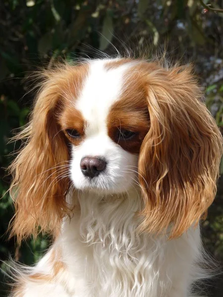 Cavalier Roi Charles Chien Épagneul Devant Fond Vert — Photo