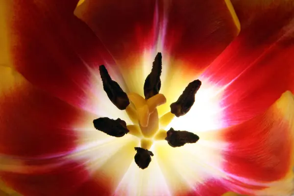 Vista Panorámica Hermosas Flores Tulipán — Foto de Stock