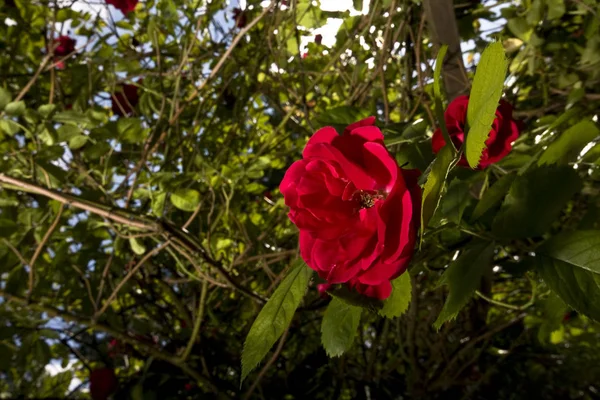 Petali Fiori Rosa Flora Botanica — Foto Stock
