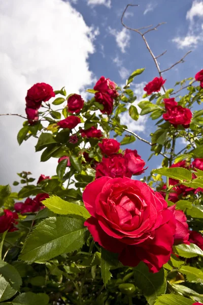 Rózsa Virágszirmok Botanikai Flóra — Stock Fotó