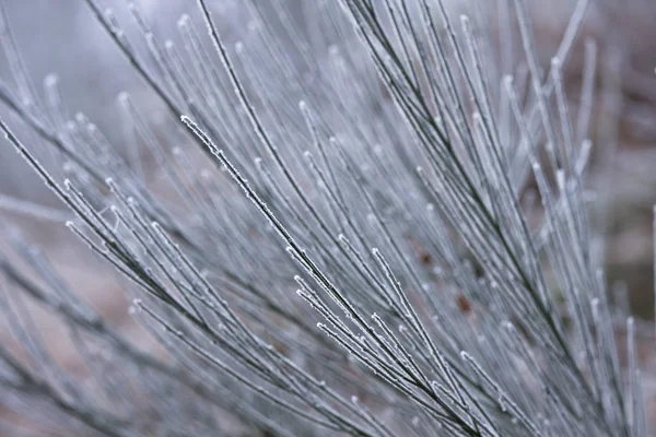 Bela Vista Paisagem Inverno — Fotografia de Stock