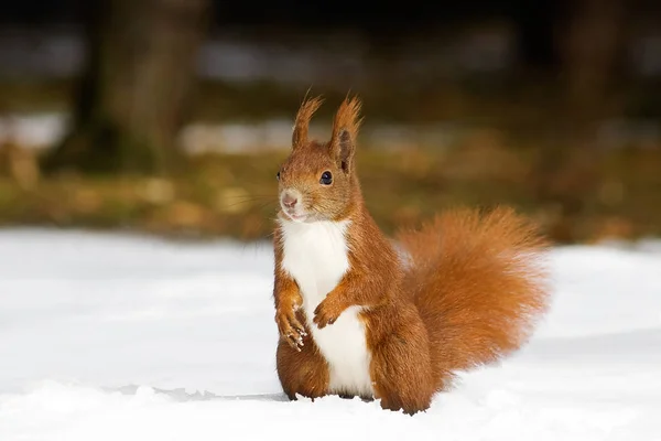 Eichhörnchen Flauschiges Nagetier — Stockfoto