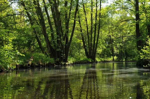 Belle Vue Nature Scène — Photo