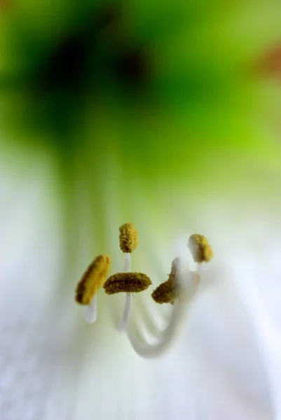 Amaryllis Çiçek Yaprakları Flora — Stok fotoğraf