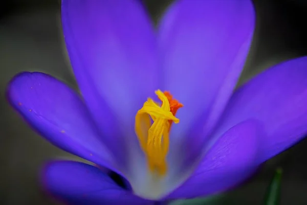 Весенние Крокус Цветы Фиолетовая Флора — стоковое фото