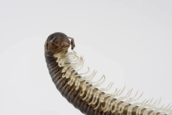 Närbild Makro Syn Larv Insekt — Stockfoto