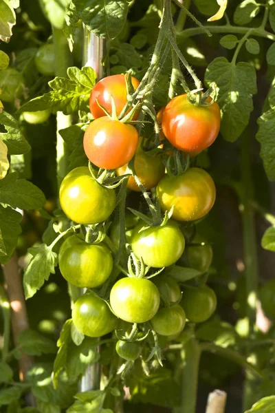 Tomates Aliments Mûrs Aux Légumes — Photo