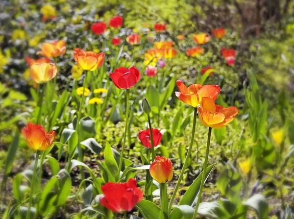 Łąka Tulipanami Kwiaty — Zdjęcie stockowe