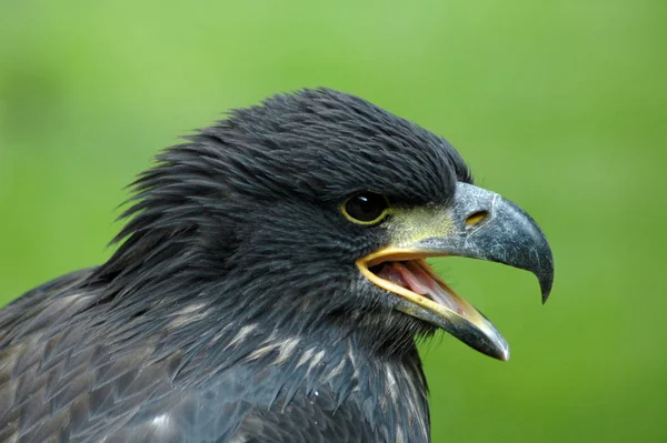 Scenic View Majestic Buzzard Predator — Stock Photo, Image