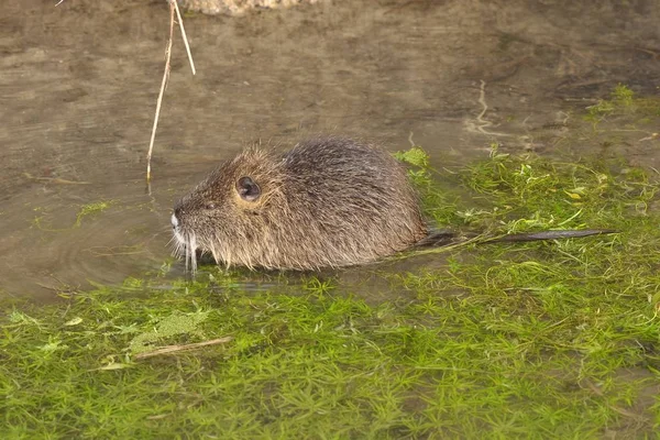 Nutria Animale Natura Miocastore Coypus — Foto Stock