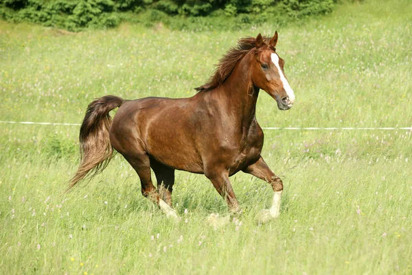 cute horse at wild nature