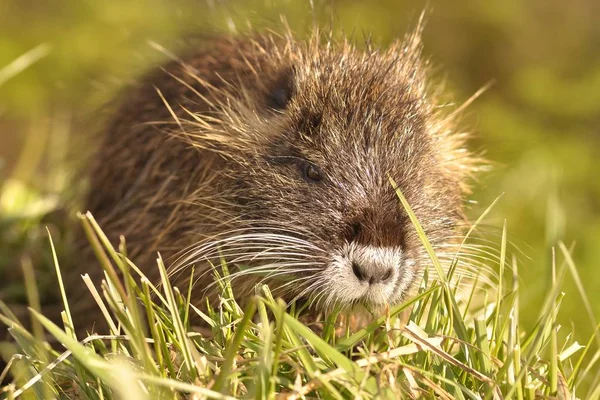 Nutria Tier Der Natur Myocastor Koypus — Stockfoto