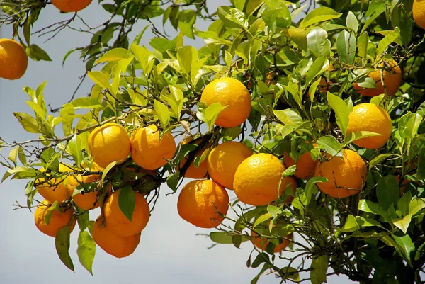 Naranja Árbol Fruta Naranja Árbol — Foto de Stock