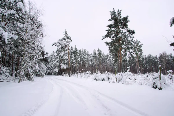 Bosque Invierno Bosque Invierno —  Fotos de Stock