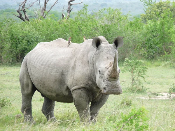 Großaufnahme Von Tier Zoo — Stockfoto