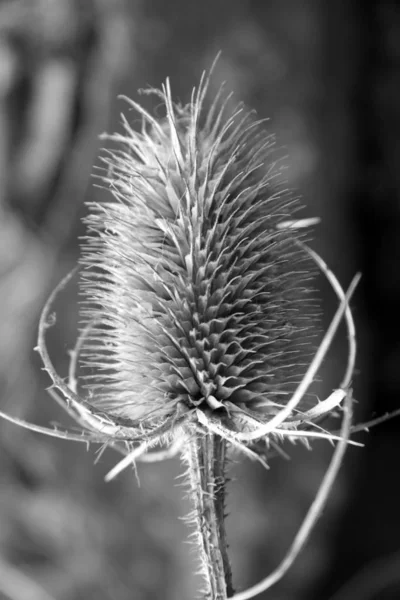 Schöne Blumen Blumiges Konzept Hintergrund — Stockfoto