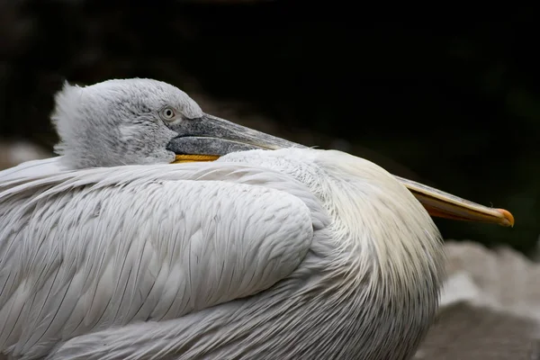 Malerischer Blick Auf Den Schönen Pelikan Der Natur — Stockfoto