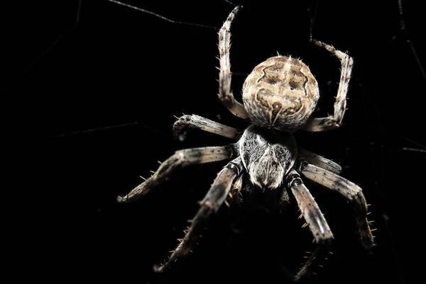 Spinnenwanze Furchterregendes Insekt — Stockfoto