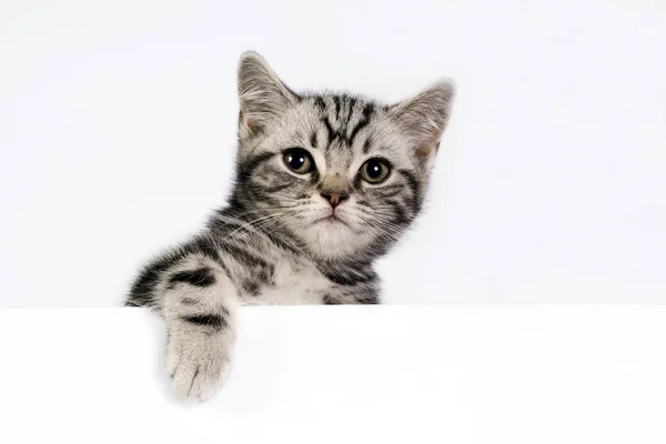 Zabawny Zabawny Kot Zwierzę Lub Zwierzę Koncepcja — Zdjęcie stockowe