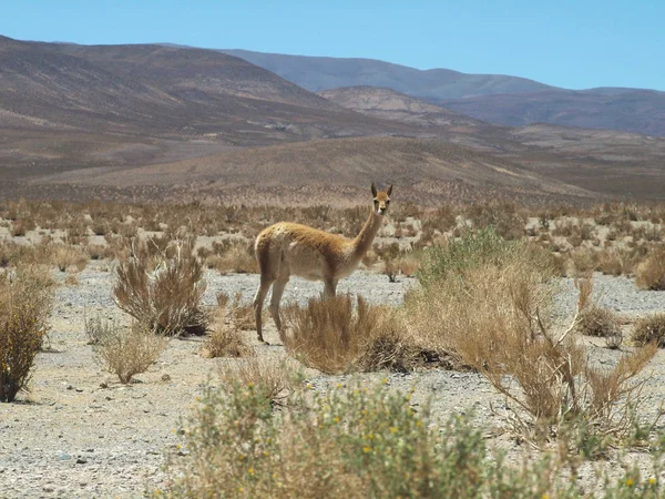 Вид Верблюд Пустелі — стокове фото