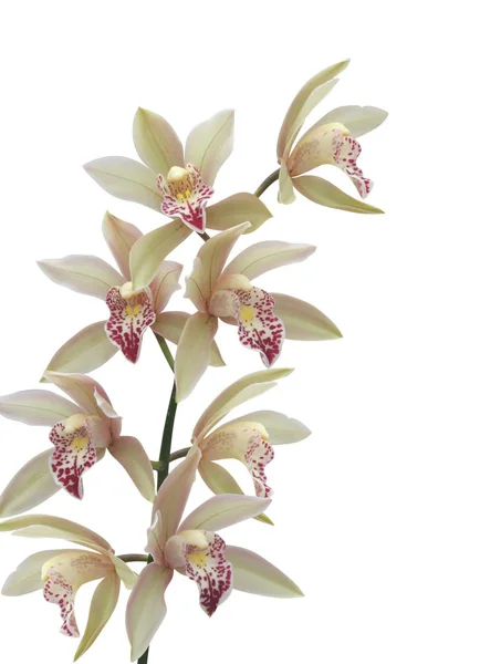 Орхидея Белом Фоне — стоковое фото