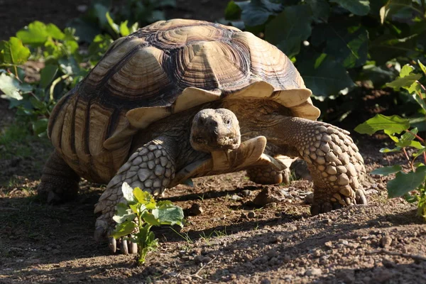 Sköldpaddsreptil Djurvarelse — Stockfoto