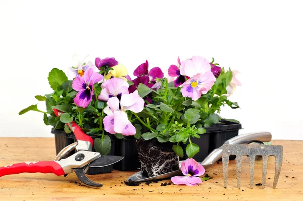 Vackra Pansy Blommor Trädgård Blomma Flora — Stockfoto