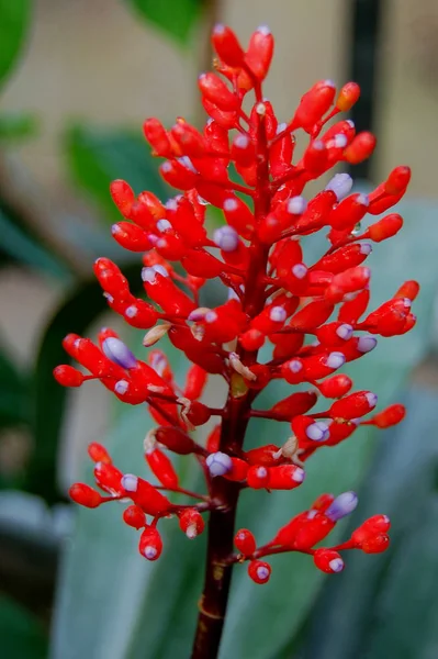 昼間の美しさ開花植物 — ストック写真