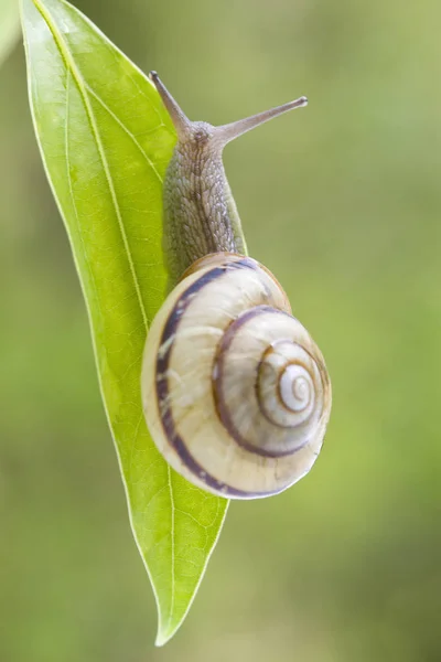 Escargot Lent Animal Visqueux — Photo