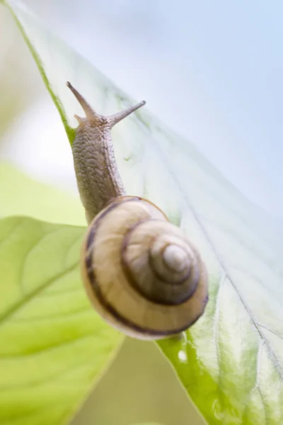 Slow Snail Slimy Animal — Stock Photo, Image