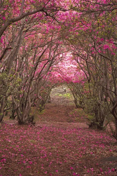 Lkbaharda Çiçek Açar Ağaç Dallarında Çiçek Açar — Stok fotoğraf