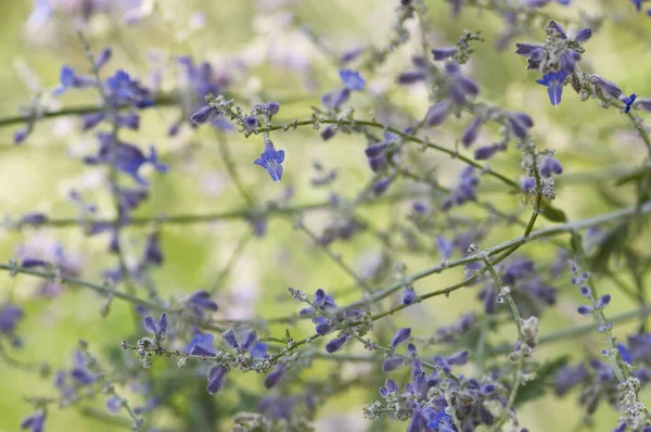 Vacker Botanisk Skott Naturliga Tapeter — Stockfoto