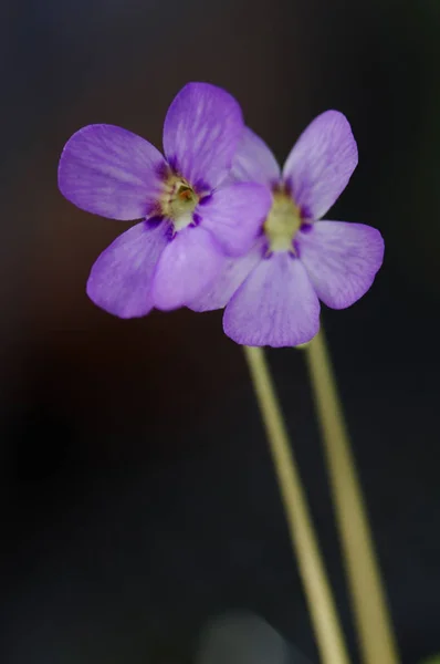 Plante Fleurs Beauté Jour — Photo