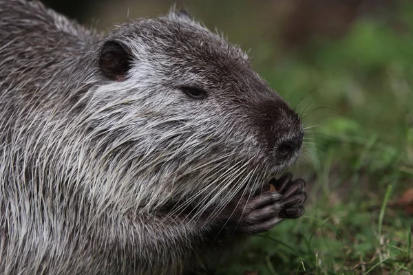 Nutria Animale Natura Miocastore Coypus — Foto Stock