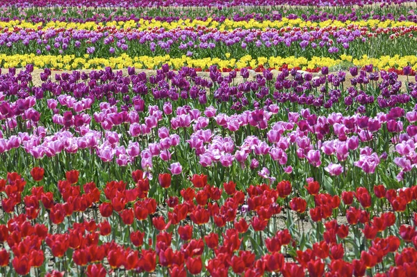 Весняні Квіти Тюльпани Пелюстки Флора — стокове фото