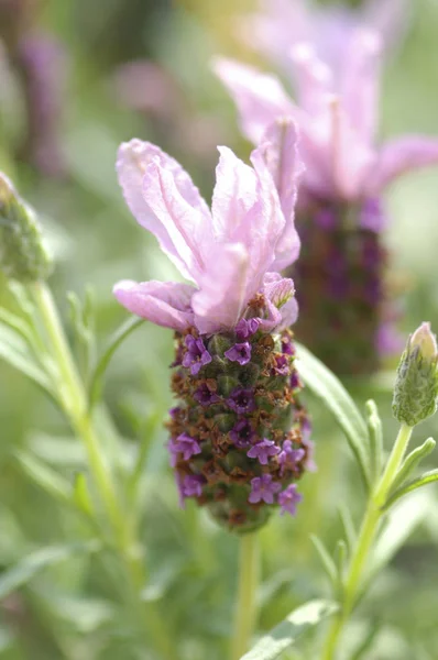 Schilderachtig Uitzicht Prachtige Paarse Lavendel — Stockfoto