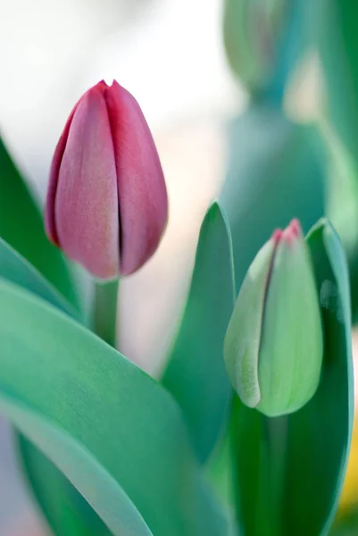 Scenic View Beautiful Tulip Flowers — Stock Photo, Image