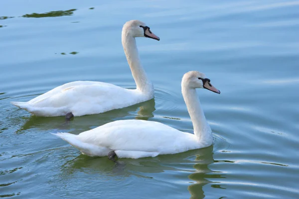 Vista Panorâmica Cisne Majestoso Natureza — Fotografia de Stock