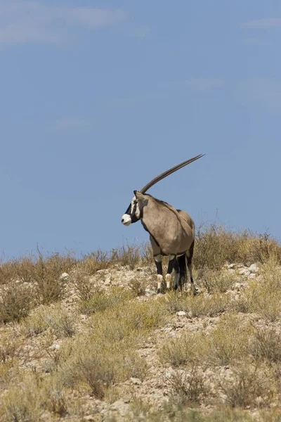 Oryx Antilope Animal Sauvage Faune Nature — Photo