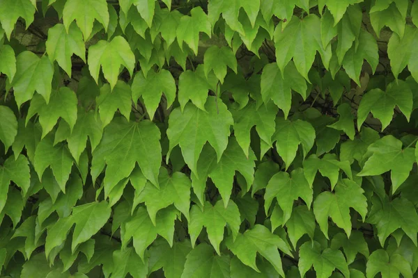 Листья Плюща Растительность Лазания Растительность — стоковое фото