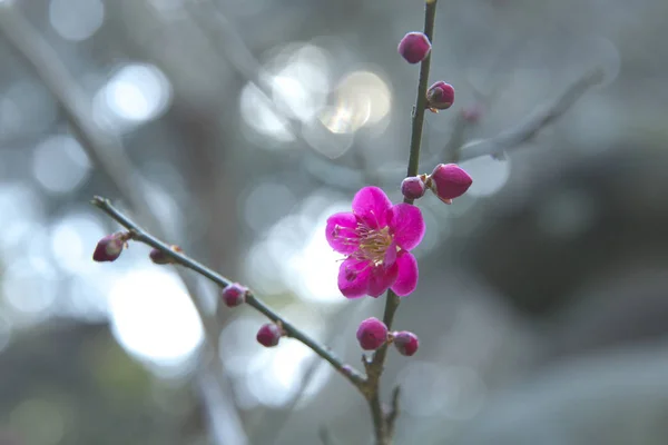 Beauty Blossoming Plant Daytime — Stock Photo, Image