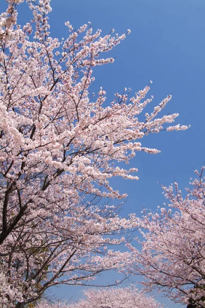 桜の花春 — ストック写真