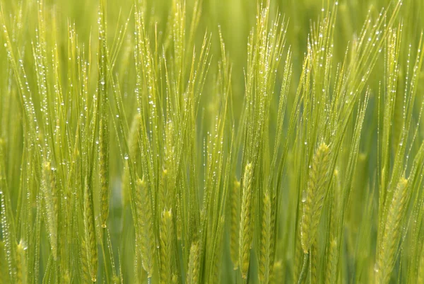 Granen Tarweoren Graanproducten — Stockfoto