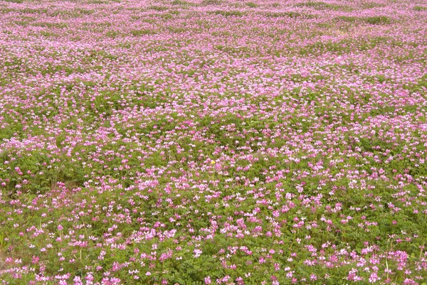 Vacker Utsikt Över Vackra Färgglada Lotus — Stockfoto